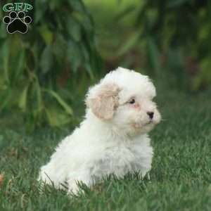 Caroline, Toy Poodle Mix Puppy